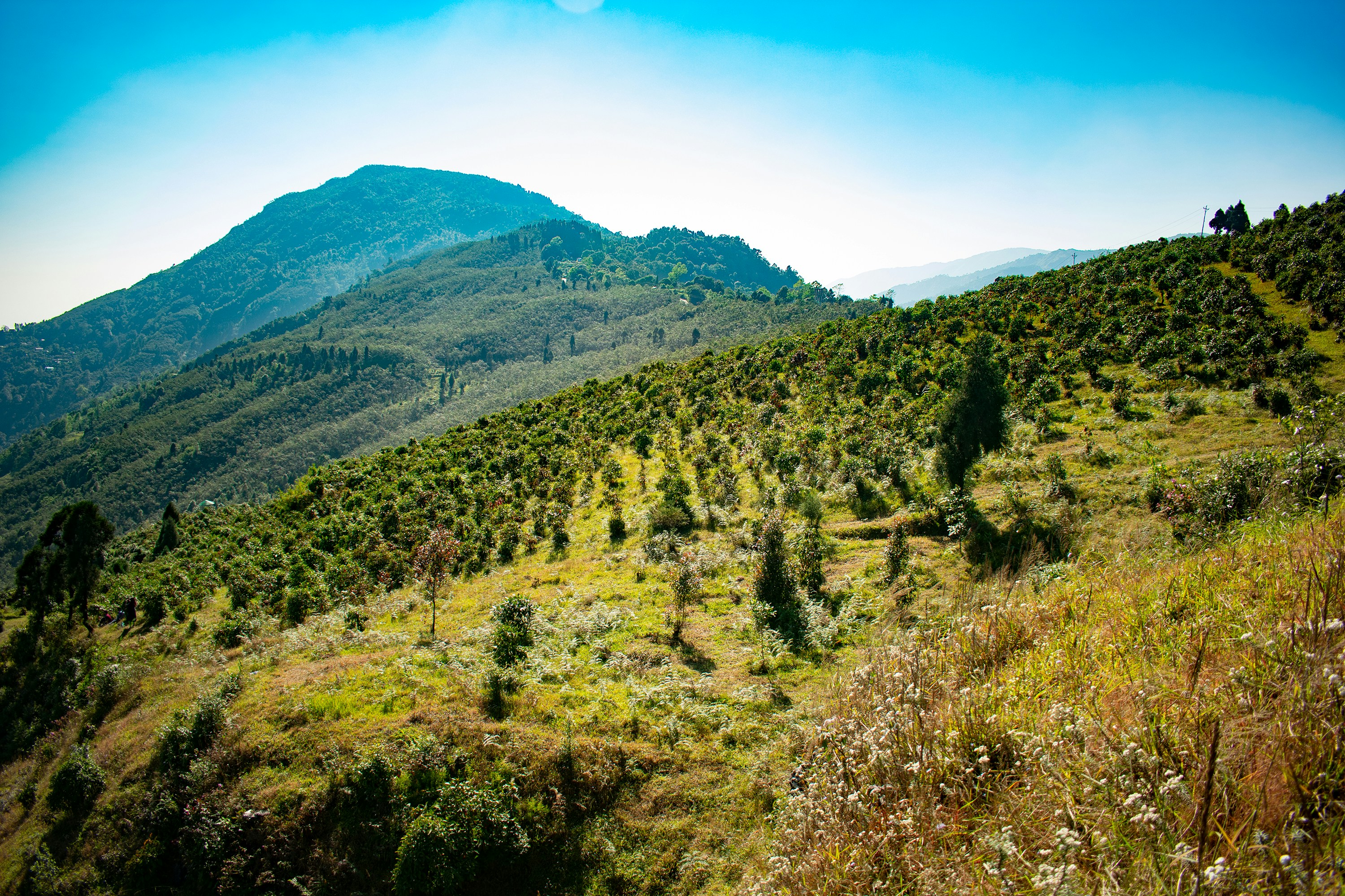 a view of a mountain with trees on the side of it
