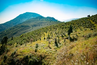 A lush, green hillside with small trees or shrubs planted in rows, suggesting agricultural activity or tree farming. The landscape is expansive, with a mountain in the background under a bright blue sky, conveying a sense of tranquility and natural beauty.