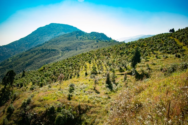 A lush, green hillside with small trees or shrubs planted in rows, suggesting agricultural activity or tree farming. The landscape is expansive, with a mountain in the background under a bright blue sky, conveying a sense of tranquility and natural beauty.