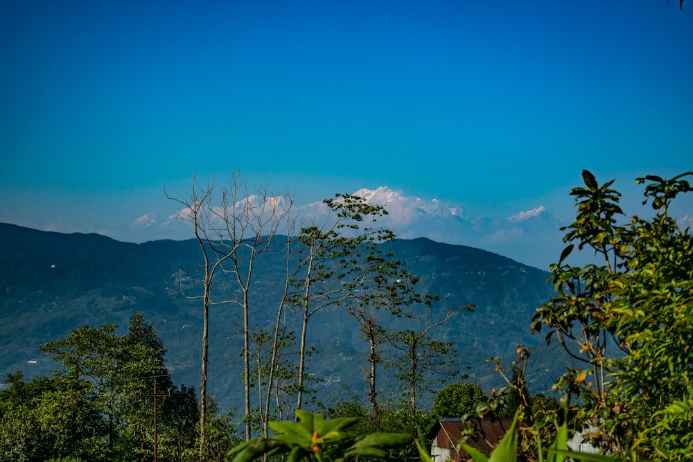 une vue d’une chaîne de montagnes avec des arbres au premier plan