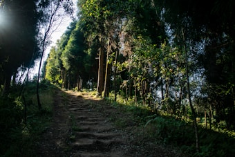 A lush forest path illuminated by dappled sunlight breaking through dense, green foliage. Tall trees line the path, creating a serene, secluded atmosphere. The path is slightly uneven and natural, with a variety of shadows and light patterns.