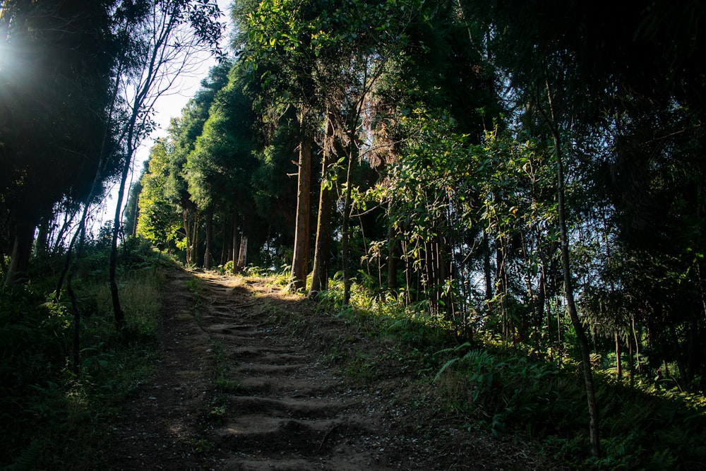 a dirt path in the middle of a forest