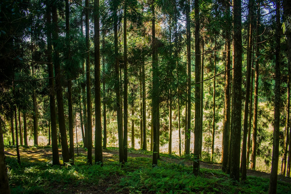 a forest filled with lots of tall trees