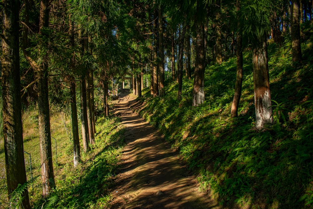 a dirt path in the middle of a forest