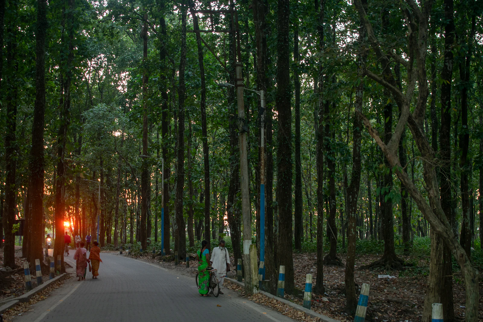 Walkers on a quiet road under tall trees near Siliguri on the edge of the Dooars, low sun between the trunks