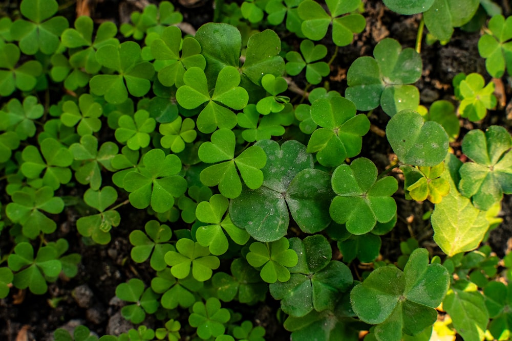 a close up of a bunch of green leaves