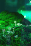 a group of plants that are in the grass