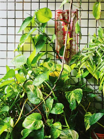 Tibernile product lineup arranged neatly with fresh green leaves as accents.