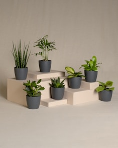 a group of potted plants sitting on top of each other