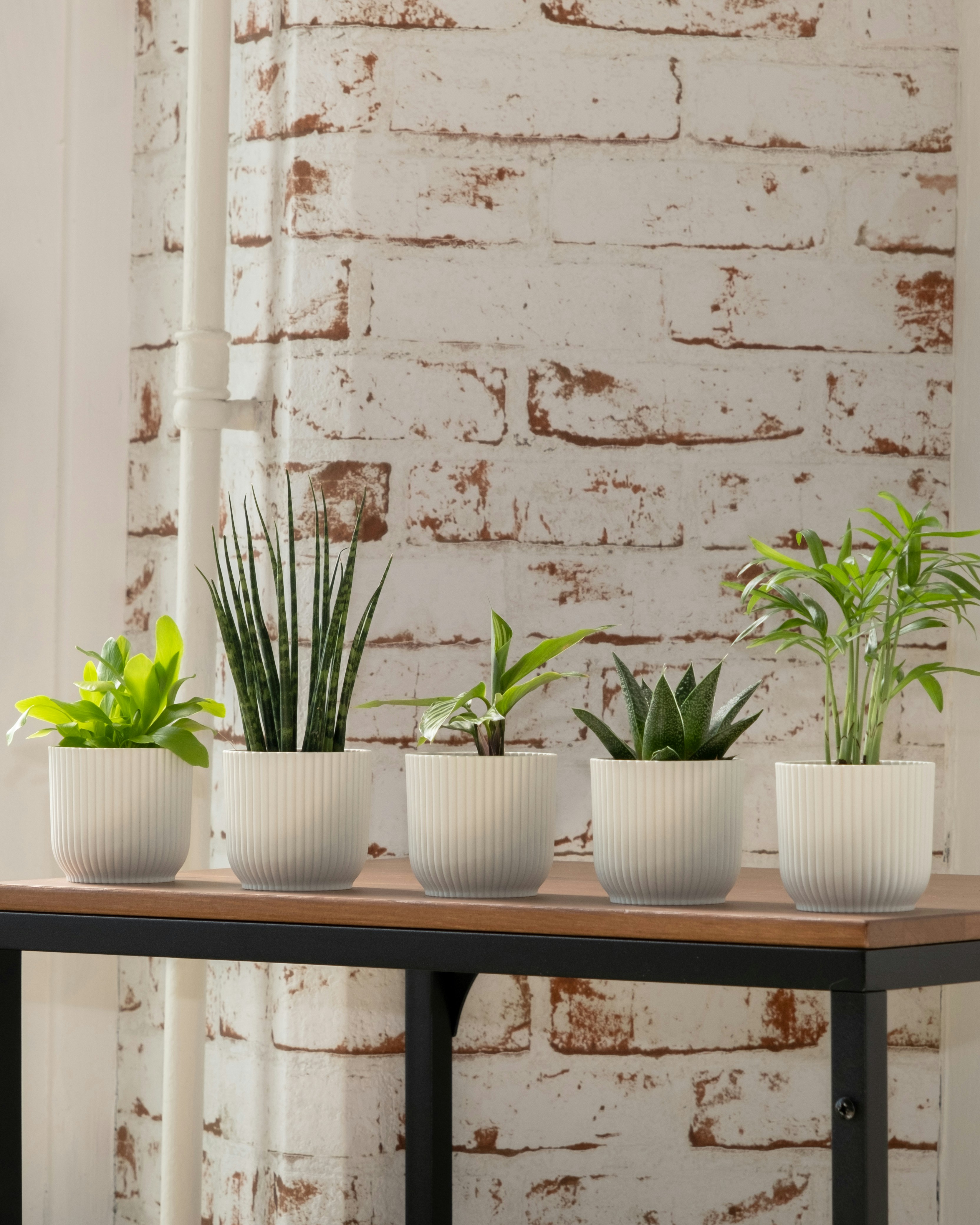 Photo by feeypflanzen