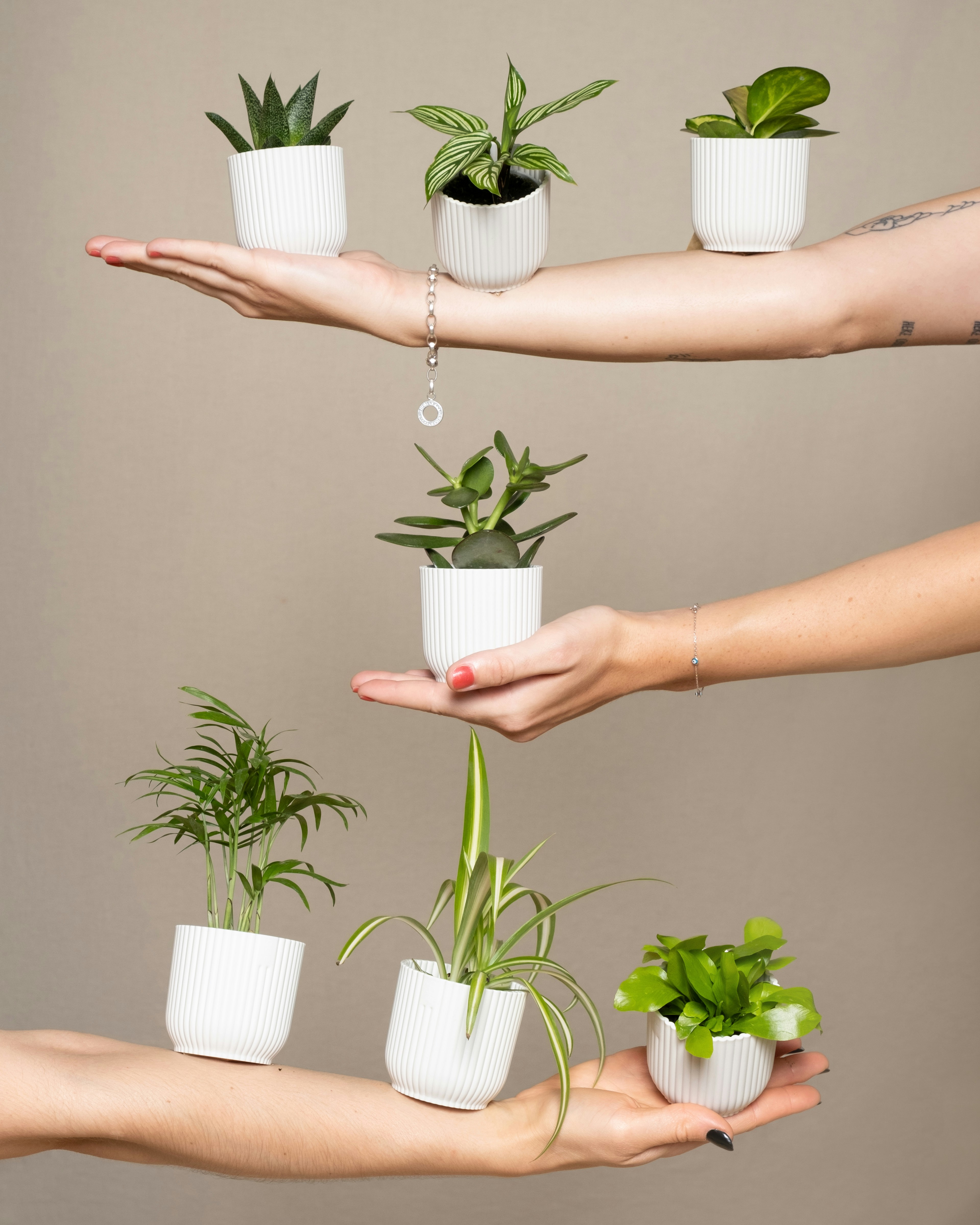 Photo by feeypflanzen