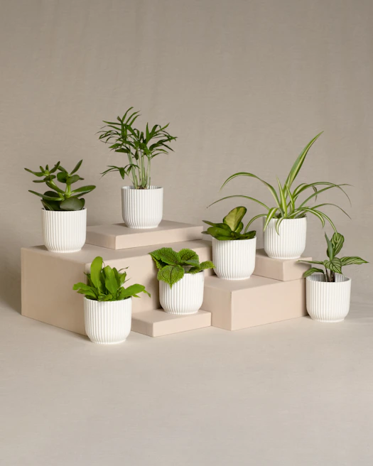 Elegant arrangement of tall Sansevieria plants in minimalist ivory pots against a forest green backdrop