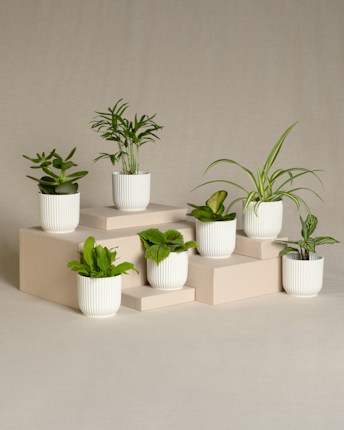 Several potted plants are arranged on beige pedestals, each in a white, ribbed pot. The plants exhibit various shades of green and different leaf shapes. The background is a simple, neutral gray, enhancing the minimalist and serene presentation.