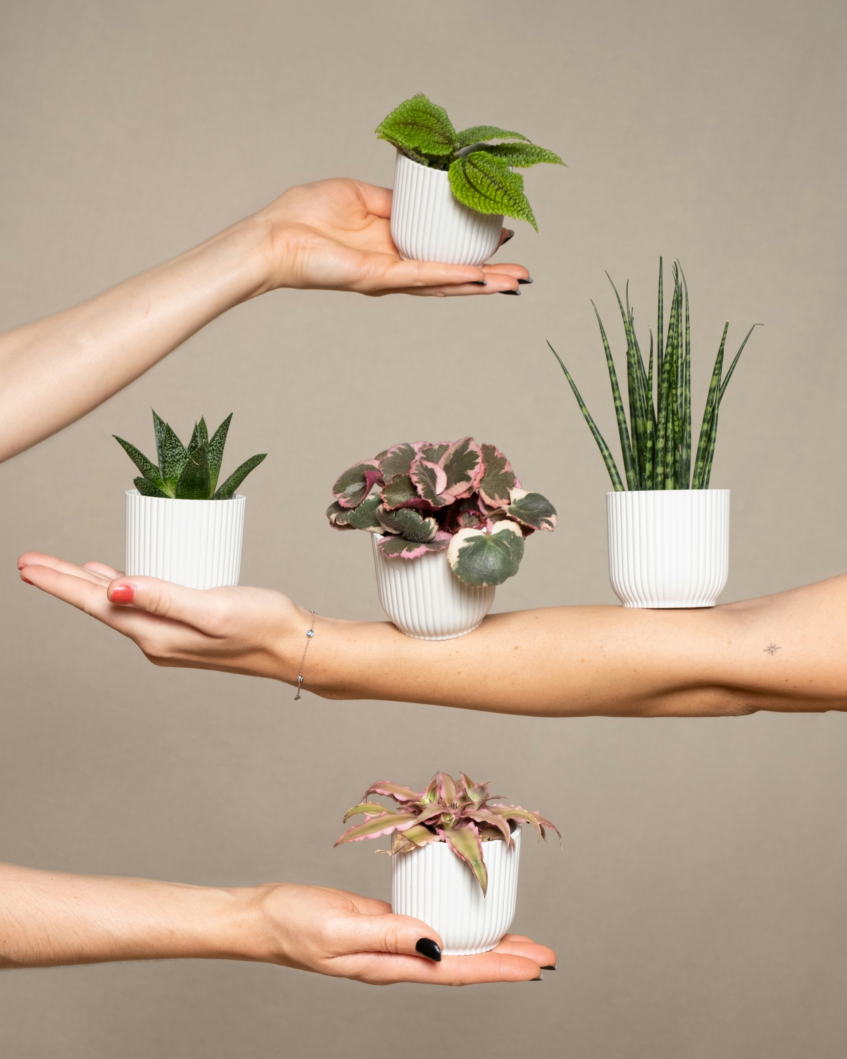 Photo by feeypflanzen