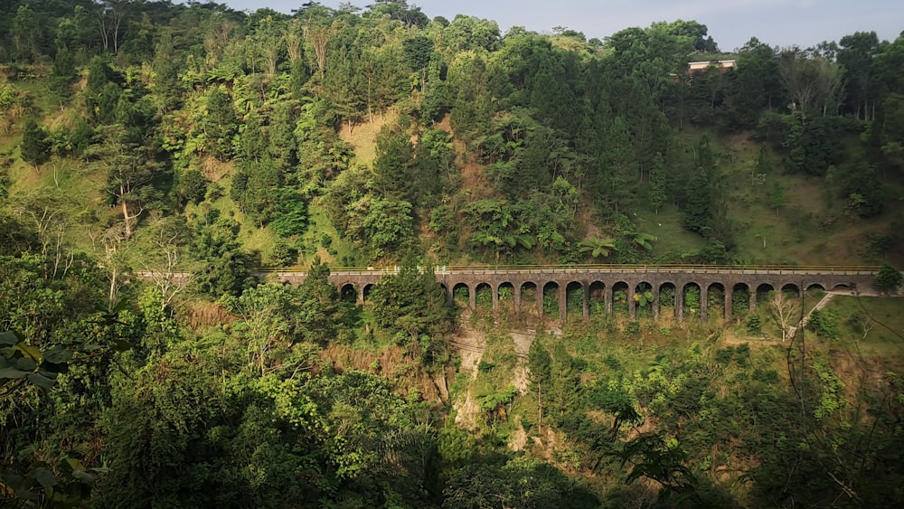 a train traveling over a bridge in the middle of a forest