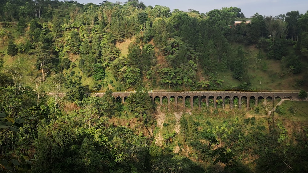 Un treno che viaggia su un ponte nel mezzo di una foresta