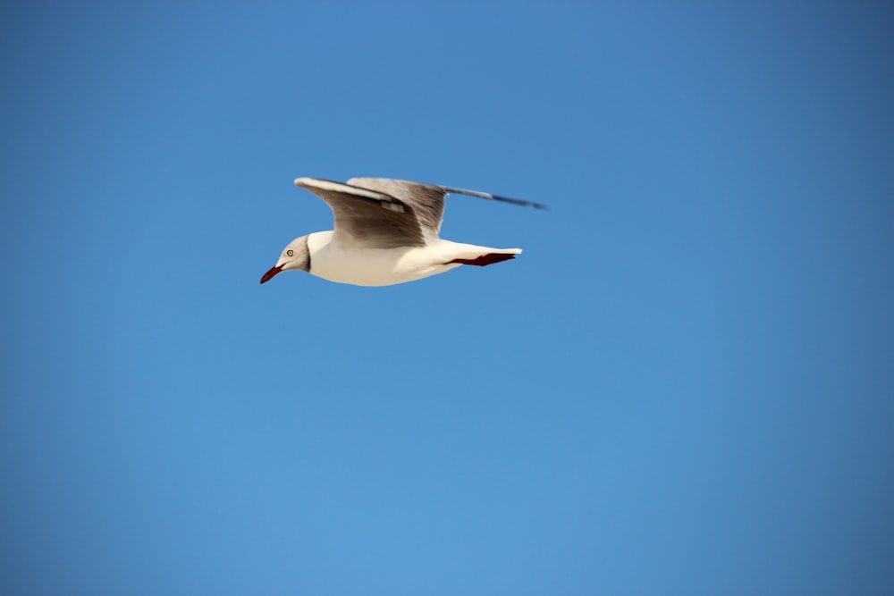 a white bird flying through a blue sky