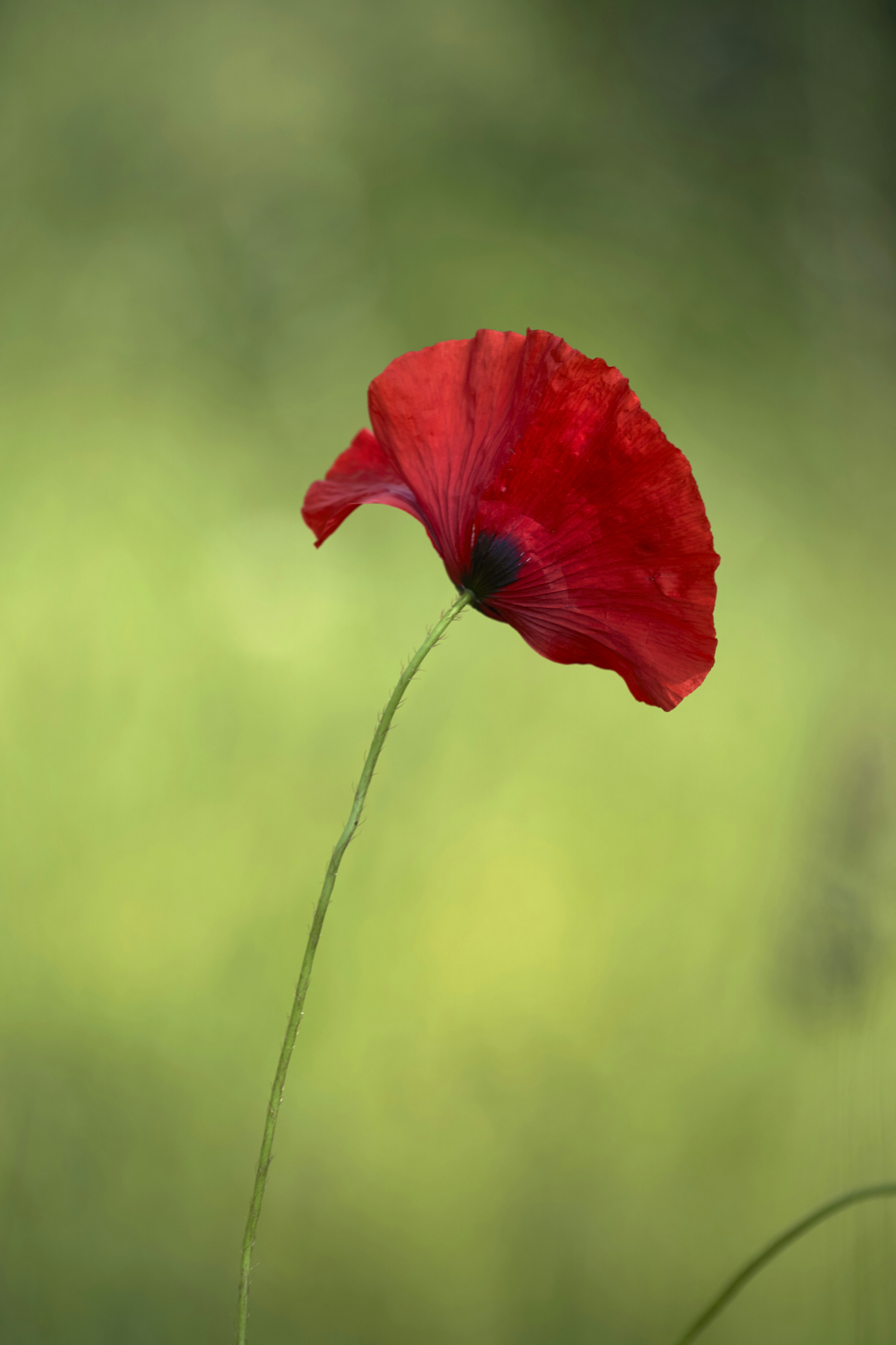 Photo by wolfgang_hasselmann