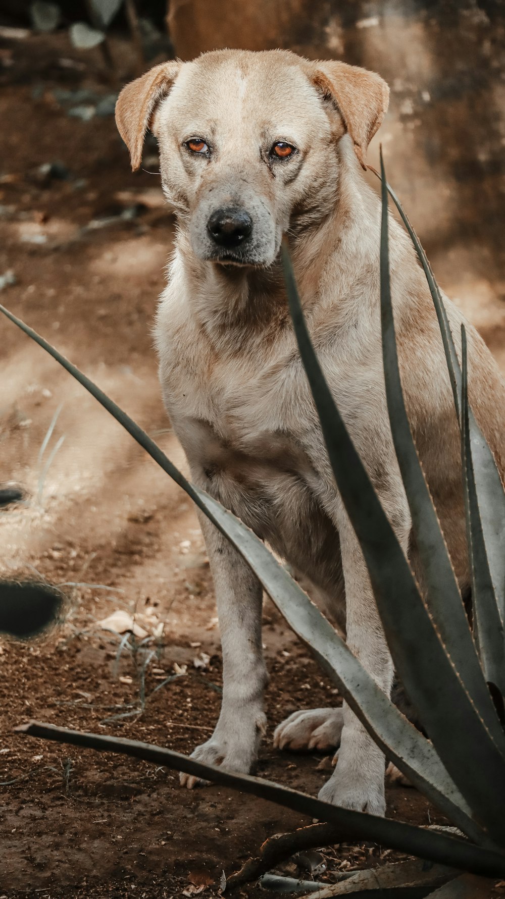 a brown dog standing on top of a dirt field