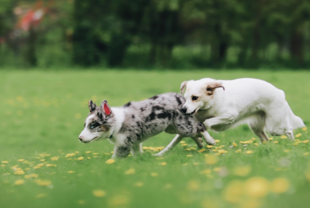 a couple of dogs running across a lush green field