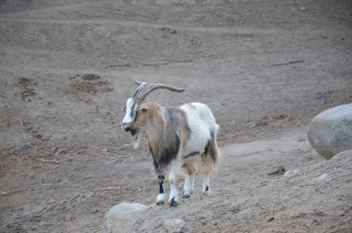 A goat with long, curved horns and a mix of white, brown, and black fur stands on a rocky, barren ground. The goat appears to be looking off into the distance. The background consists of dirt and sparse vegetation, creating a desolate environment.