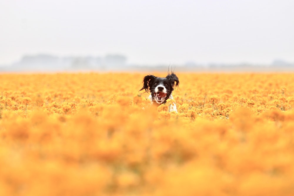 a dog running through a field of yellow flowers