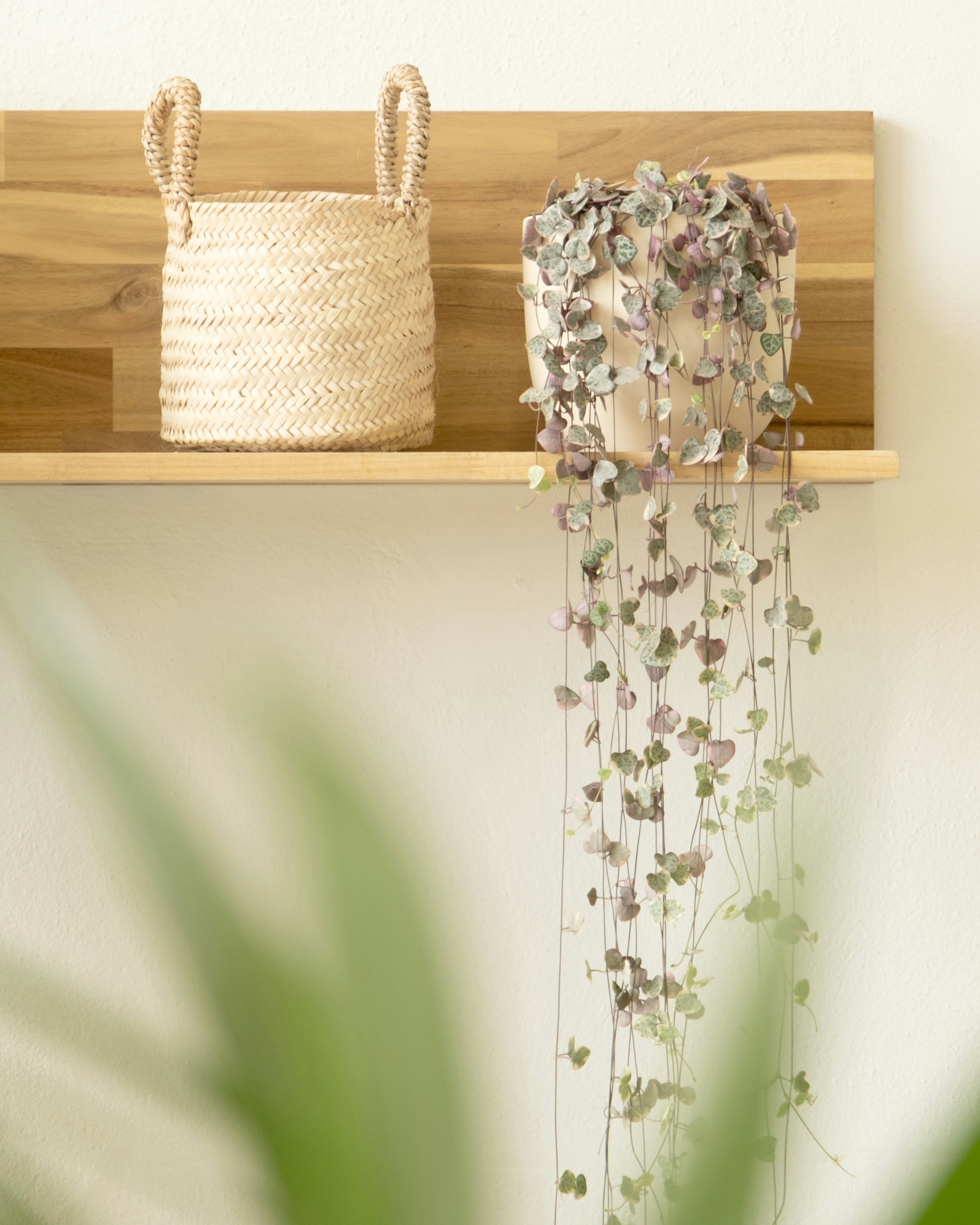 Photo by feeypflanzen