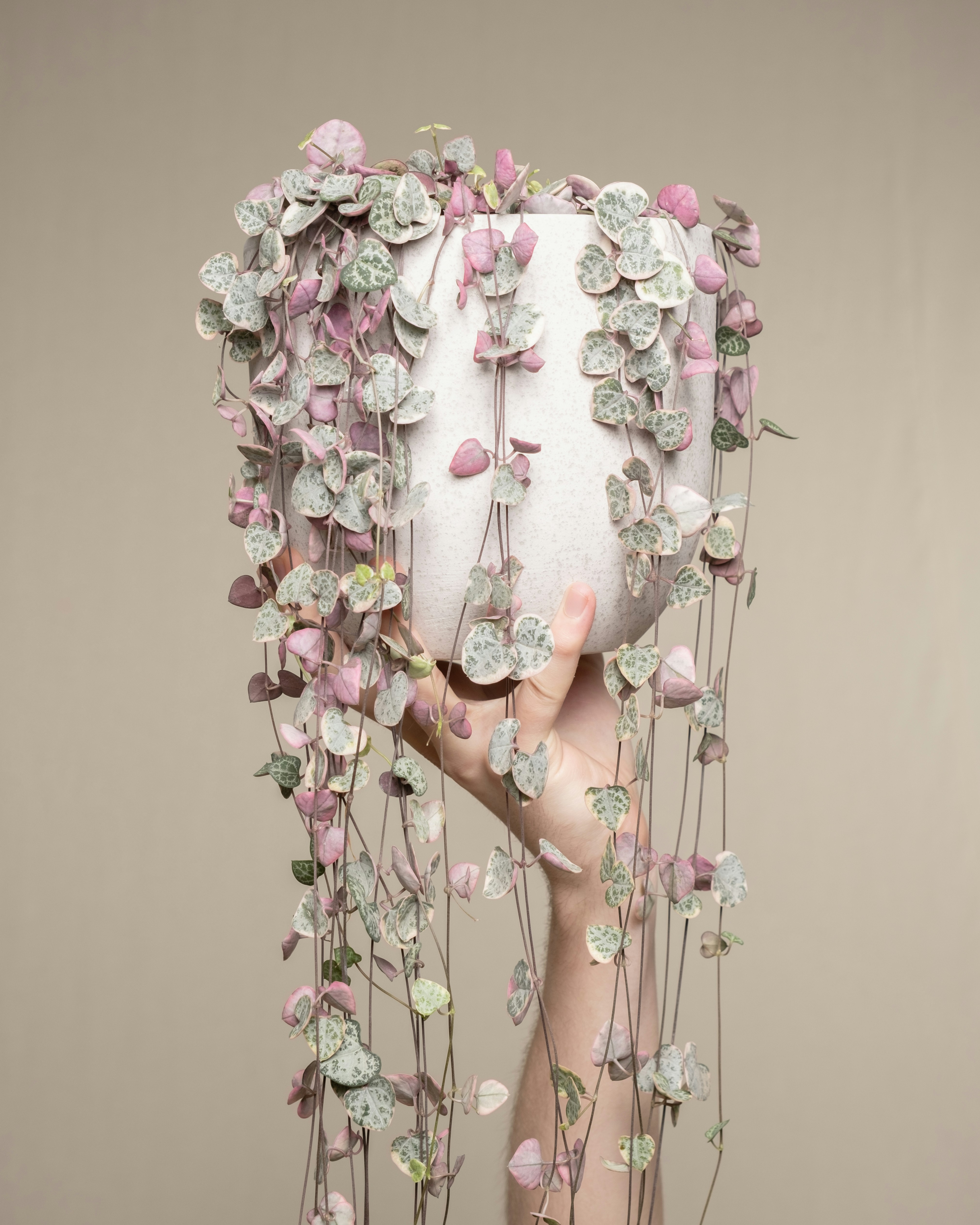 Photo by feeypflanzen