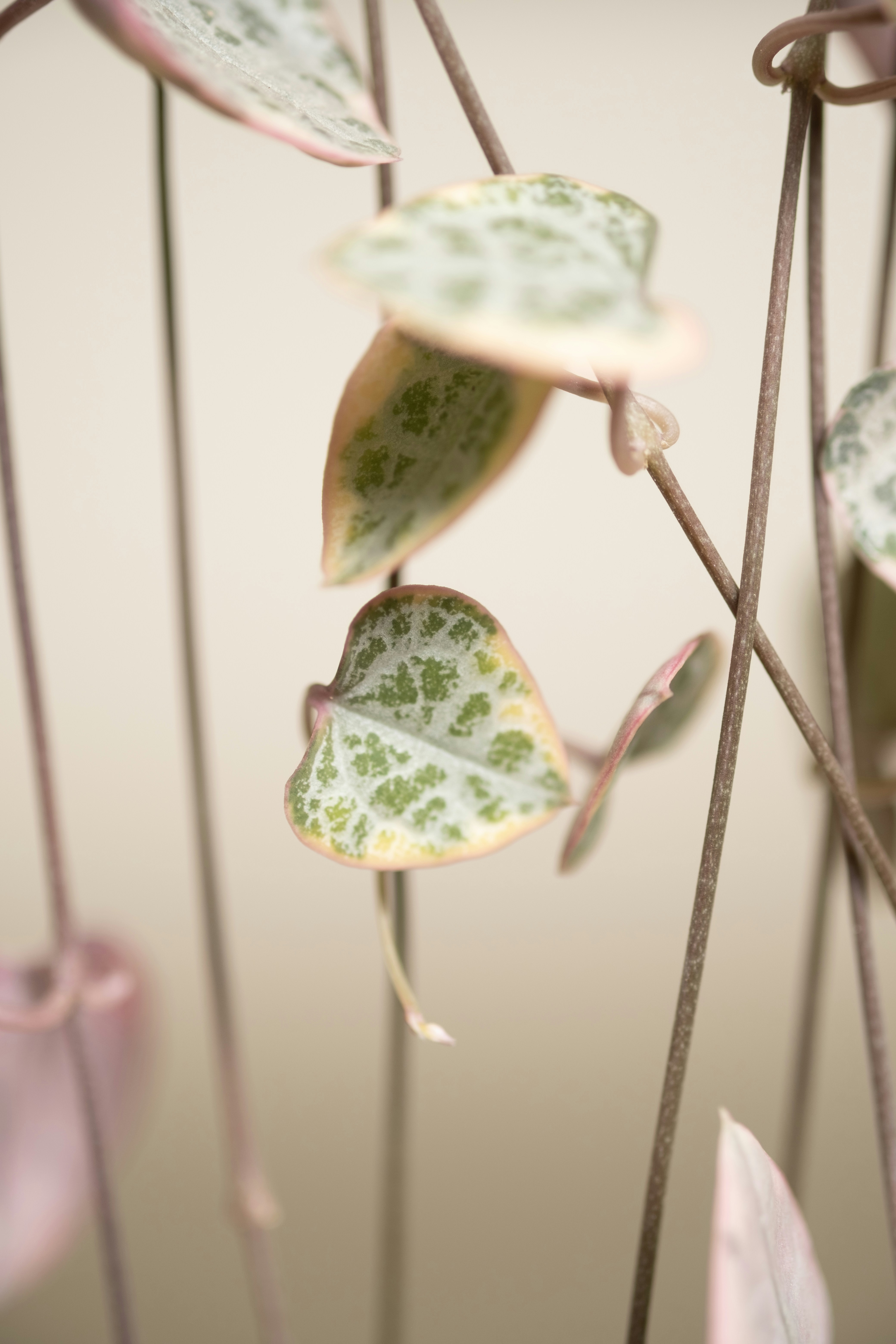 Photo by feeypflanzen