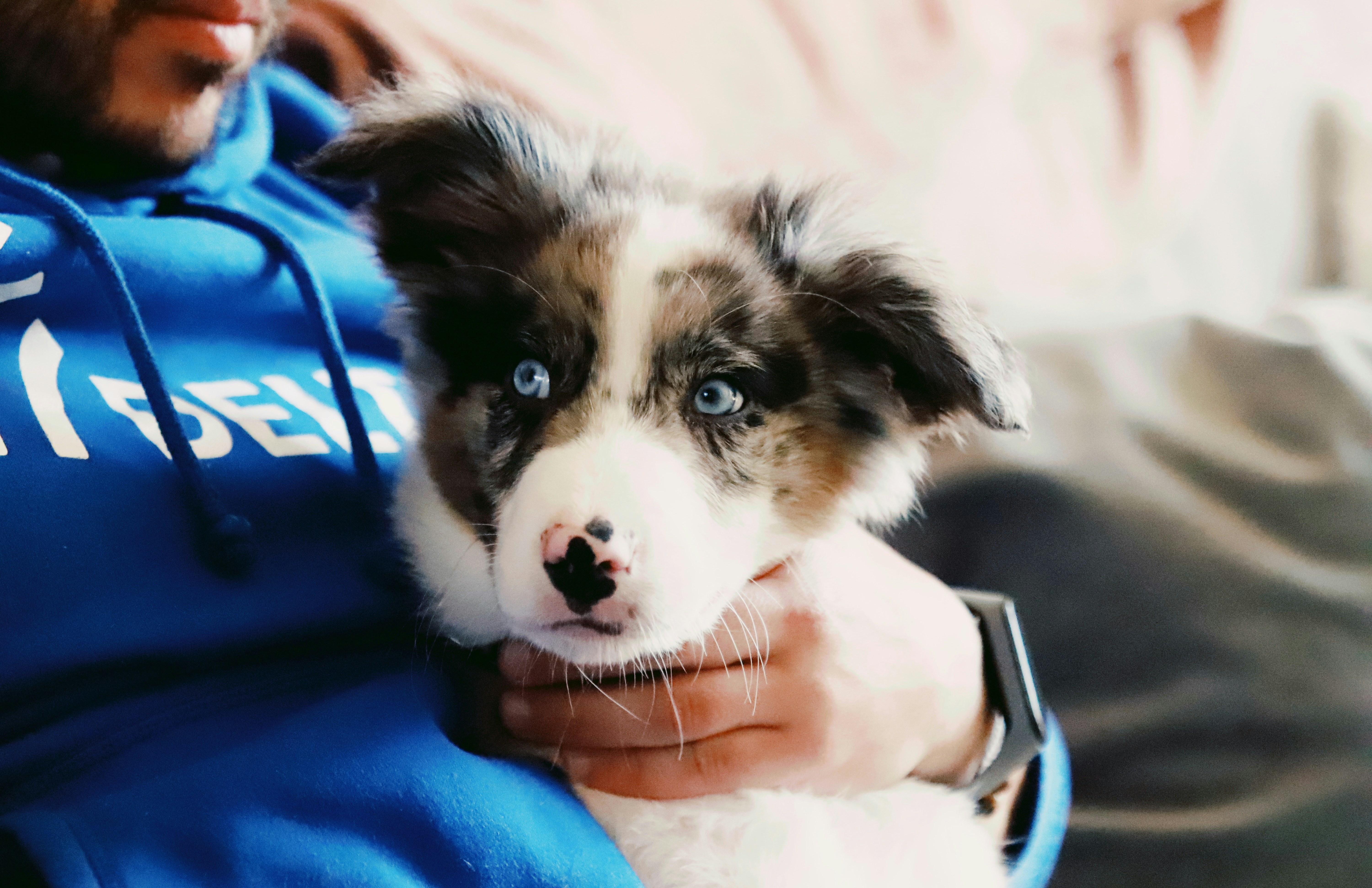 Are Border Collies Good Family Dogs?