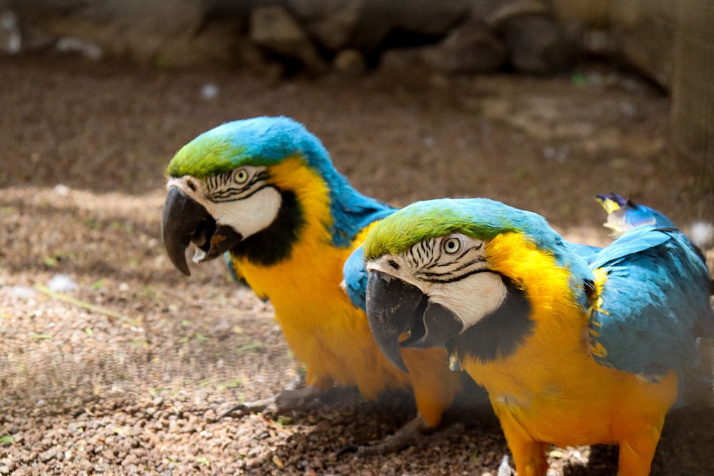 two blue and yellow parrots standing next to each other