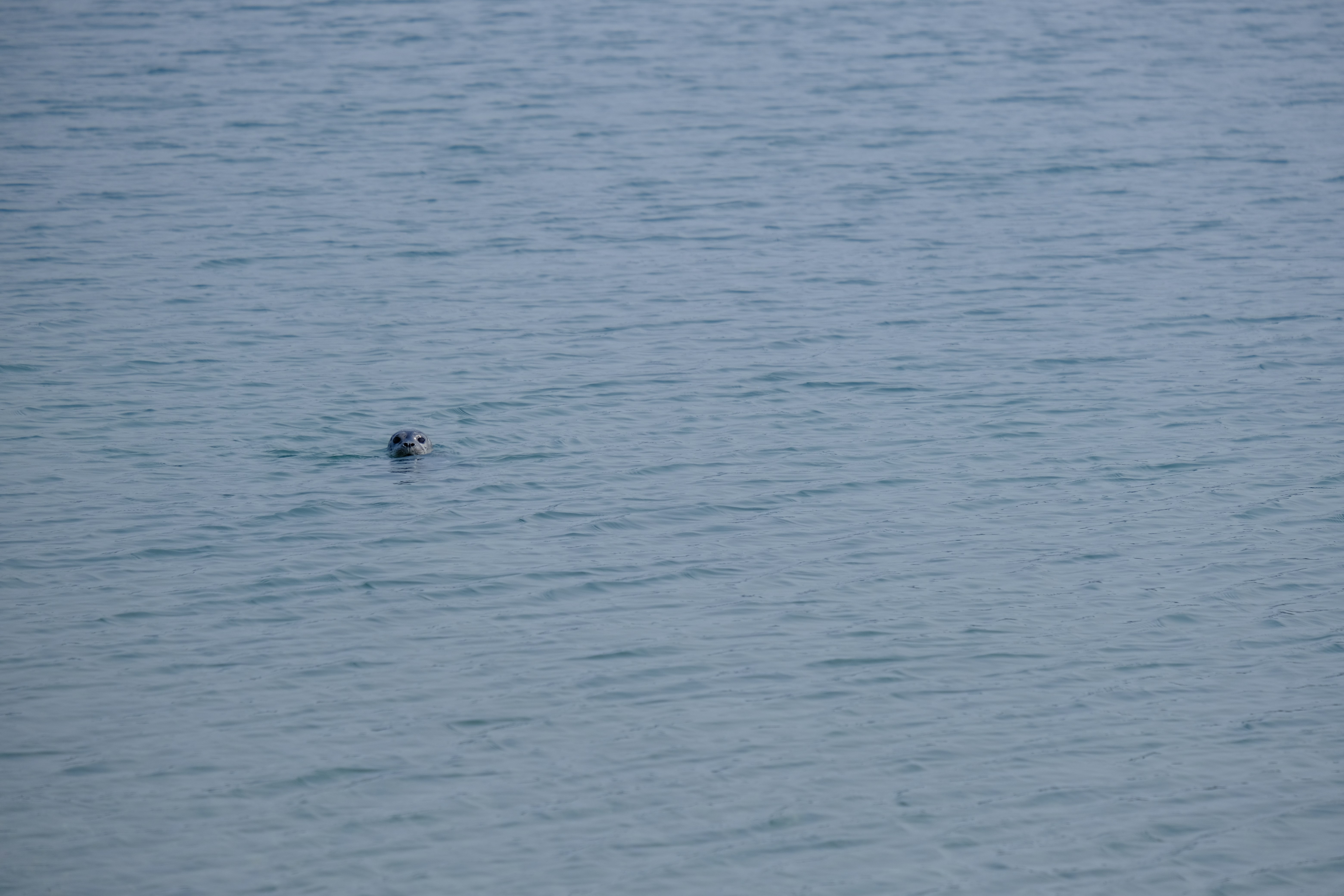 Photo by cestmoisheedy