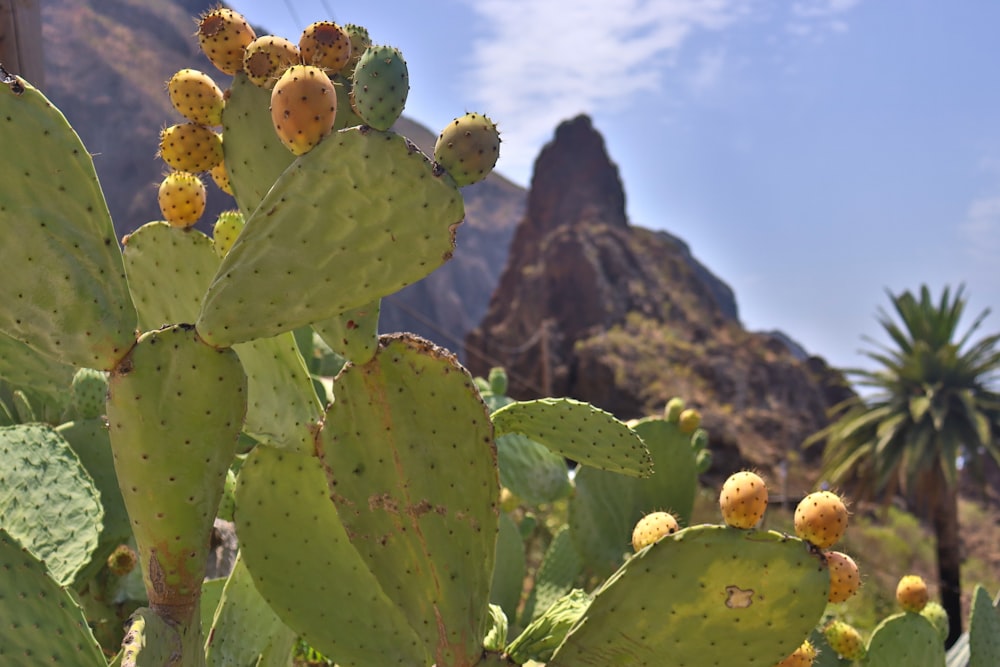 a cactus with yellow flowers and a mountain in the background