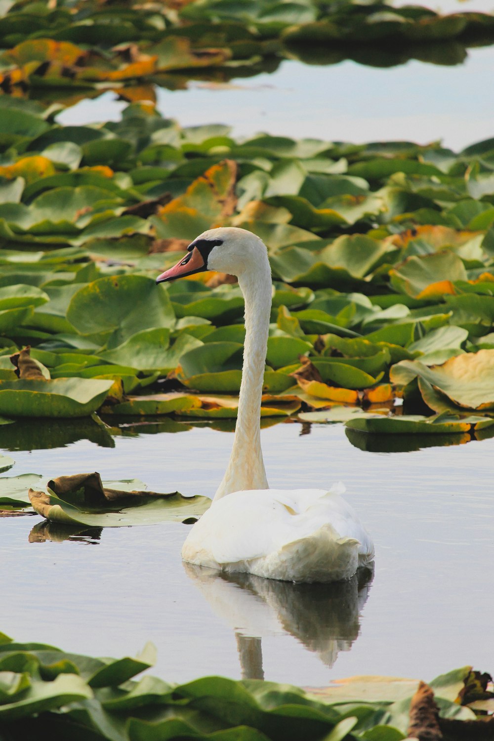 a white swan floating on top of a body of water