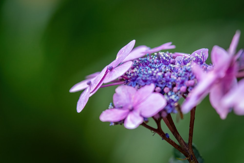 a close up of a purple flower with a blurry background