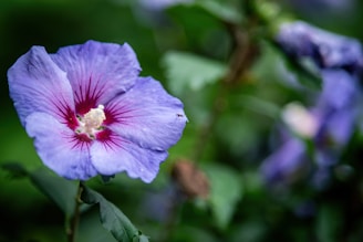 a purple flower with a red center surrounded by green leaves