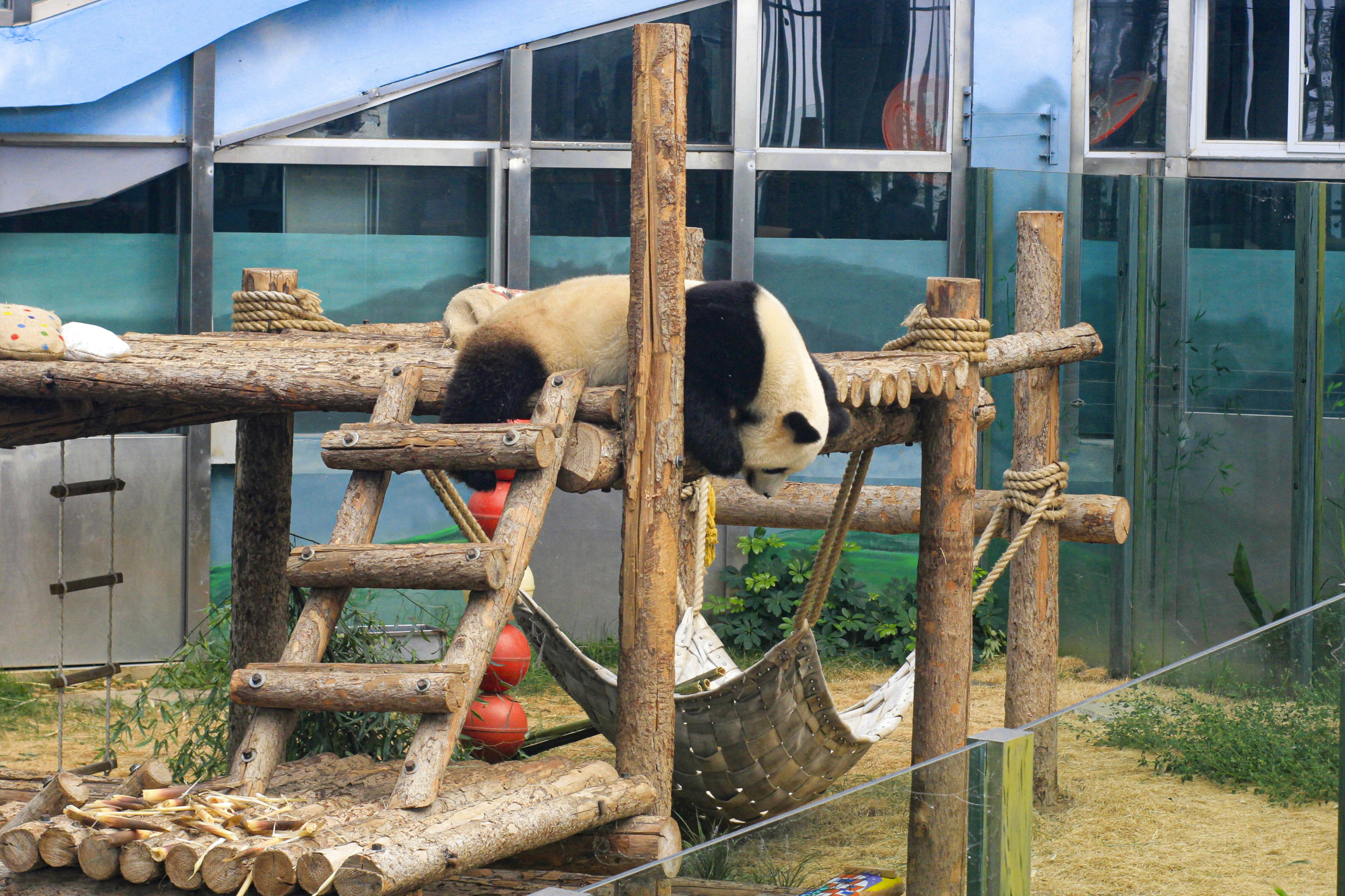a panda bear playing in a zoo exhibit