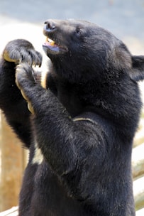 A bear body assistant smiling while assisting.
