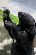 A black bear with a distinctive cream-colored patch on its chest is standing on its hind legs. The bear appears to be in full focus with a blurred background of green foliage and rocks.