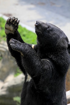 A black bear with a distinctive cream-colored patch on its chest is standing on its hind legs. The bear appears to be in full focus with a blurred background of green foliage and rocks.