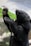 A black bear with a distinctive cream-colored patch on its chest is standing on its hind legs. The bear appears to be in full focus with a blurred background of green foliage and rocks.