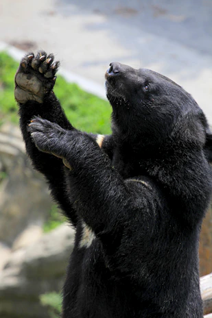 A black bear with a distinctive cream-colored patch on its chest is standing on its hind legs. The bear appears to be in full focus with a blurred background of green foliage and rocks.