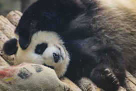 A panda is lying on its back, looking relaxed and comfortable. Its black and white fur contrasts against a background of wooden logs and a burlap sack. The panda seems to enjoy a moment of rest.