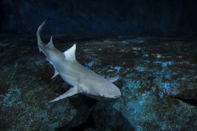 a large gray shark swimming on top of a rock