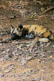 A resting wild dog lies on a ground covered in dry leaves and soil. The dog's coat displays a mix of black, white, and tan patches. Surrounding the animal is a natural forest floor setting with scattered leaves and earthy tones.