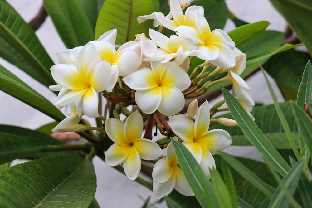 a bunch of white and yellow flowers on a tree