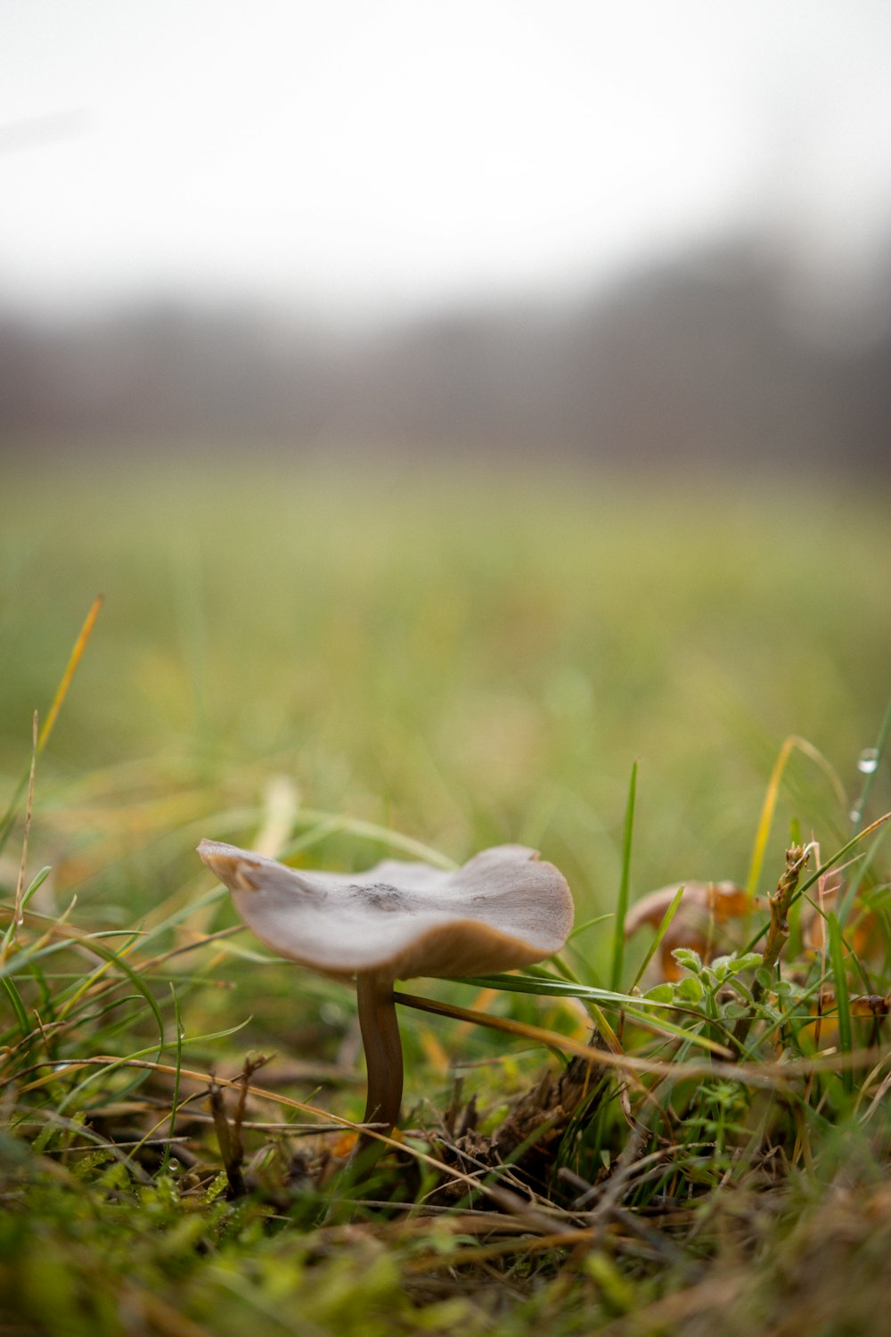 a small white mushroom sitting on top of a lush green field