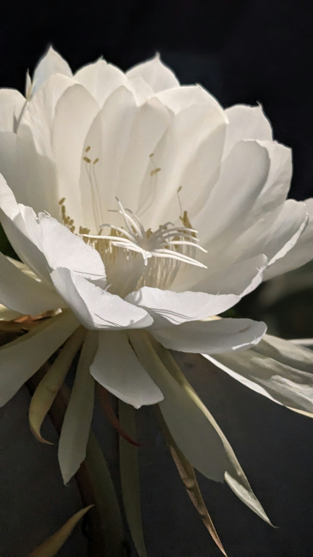a large white flower on a black background