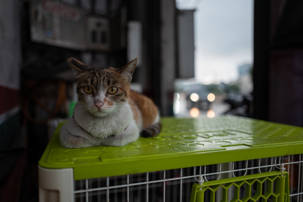 a cat sitting on top of a green cage