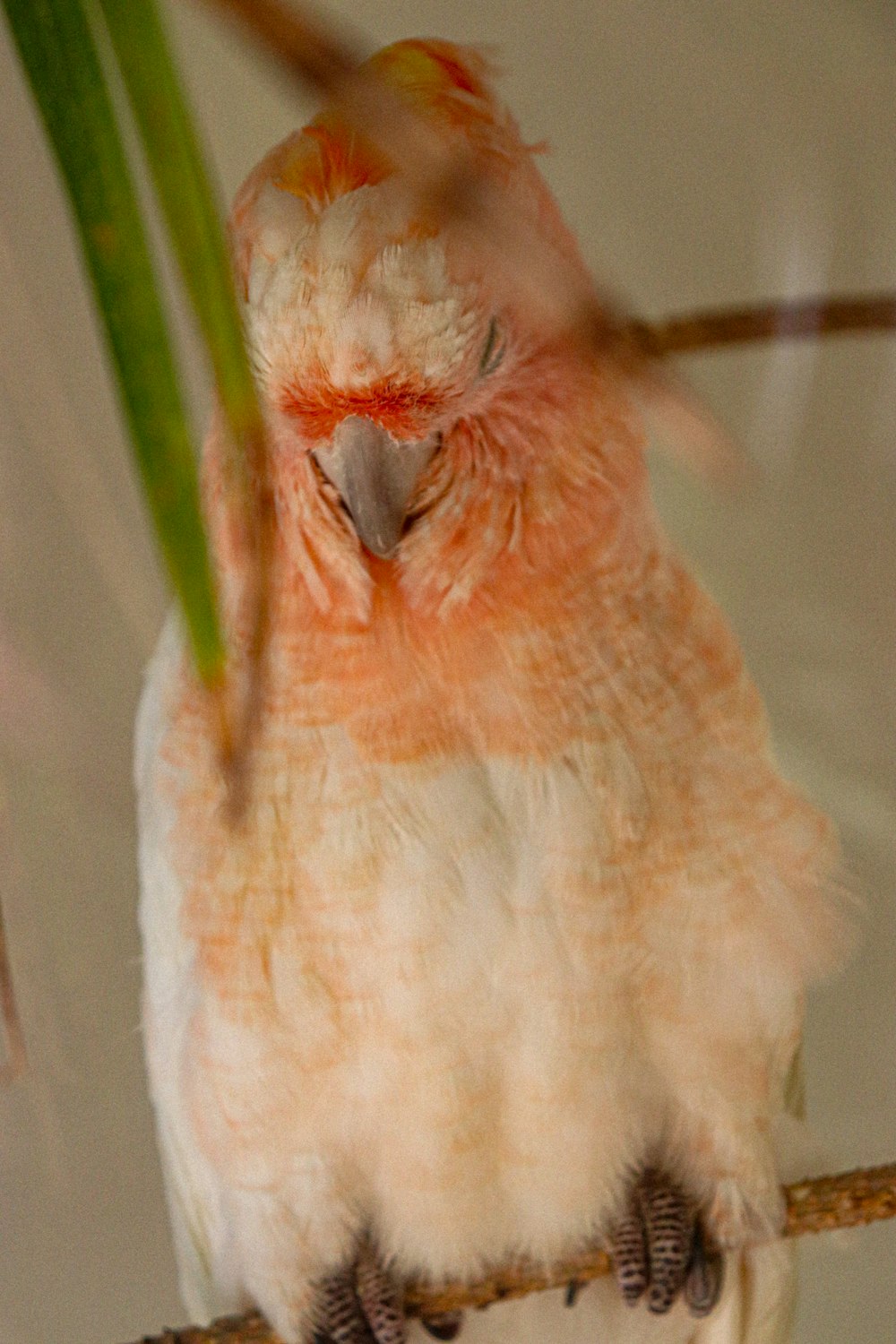 a close up of a bird on a branch